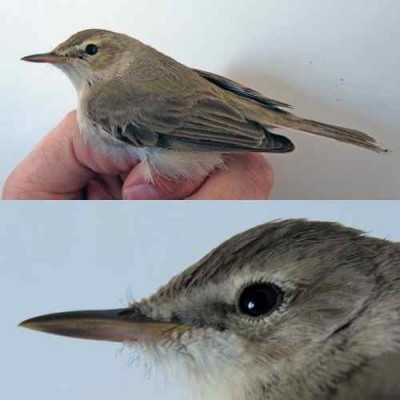 Booted Warbler 